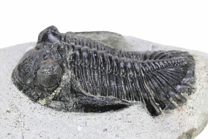 Bargain, Hollardops Trilobite Fossil - Ofaten, Morocco #340901